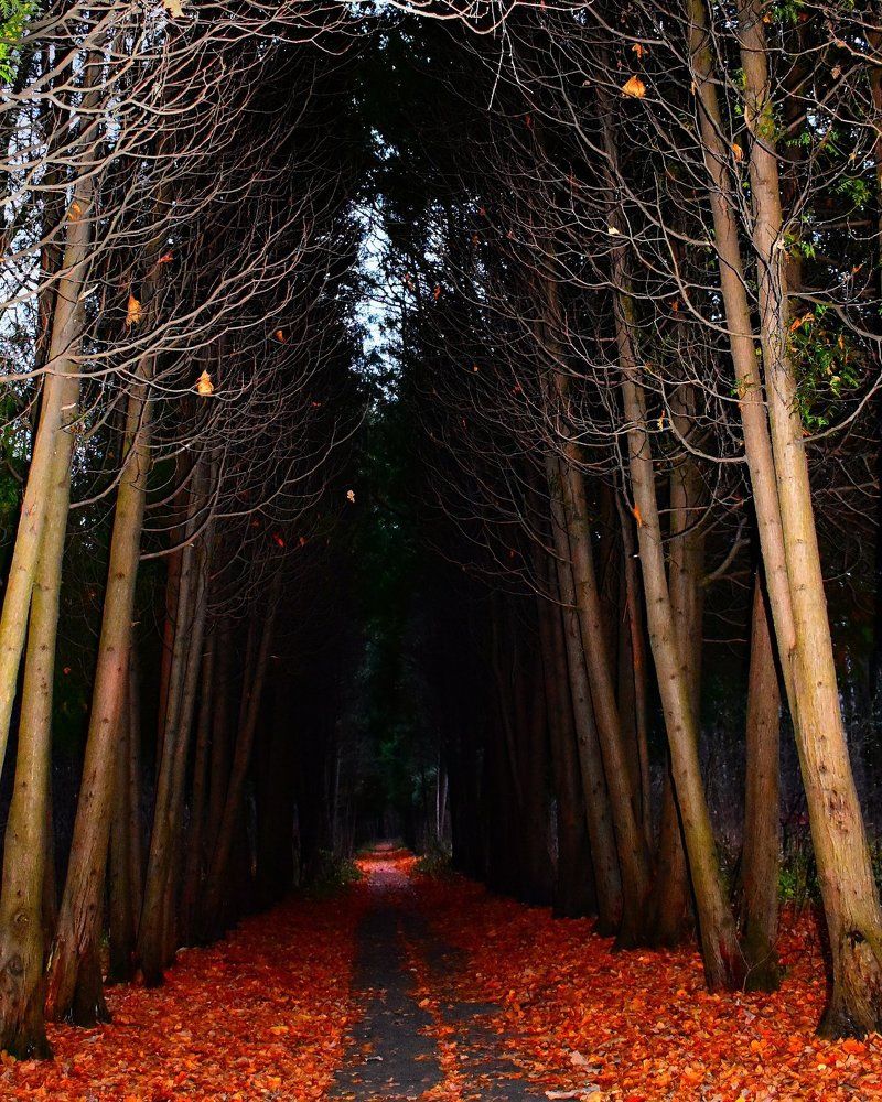 Осенний лес