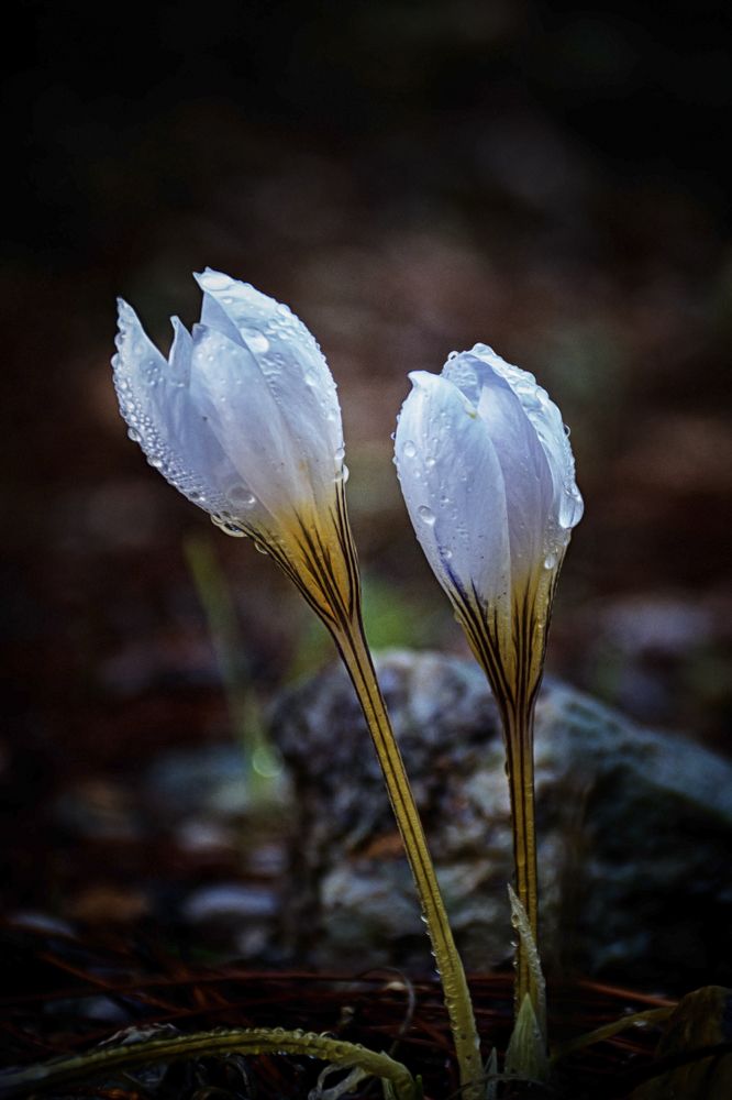 Colchicum Autumnale
