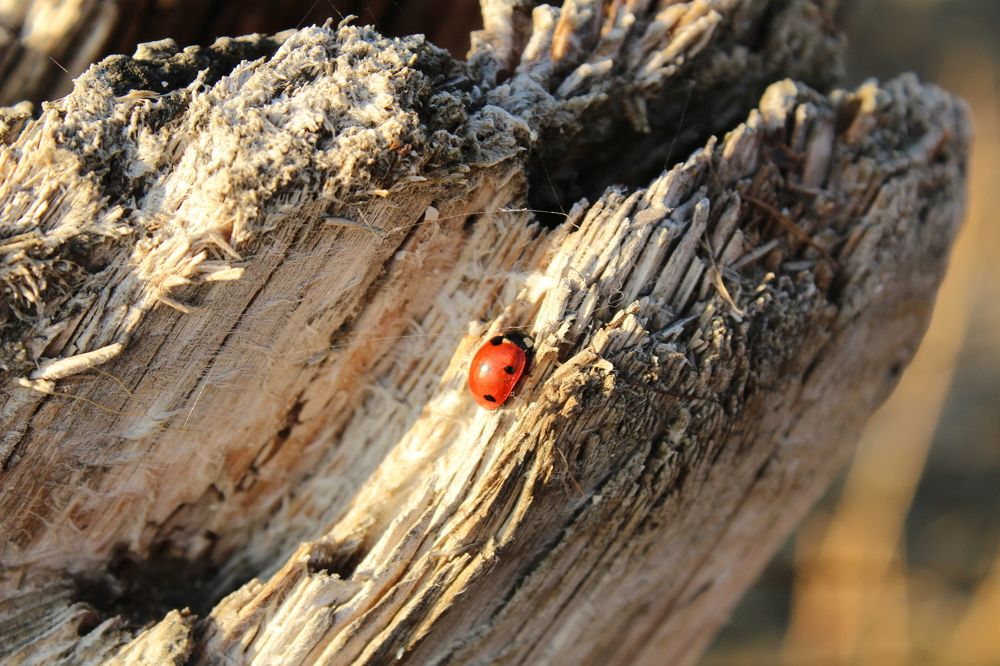 божья на старых сваях