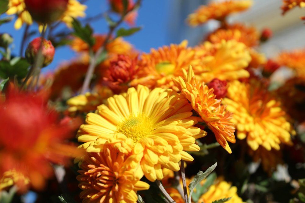 осенние хризантемы