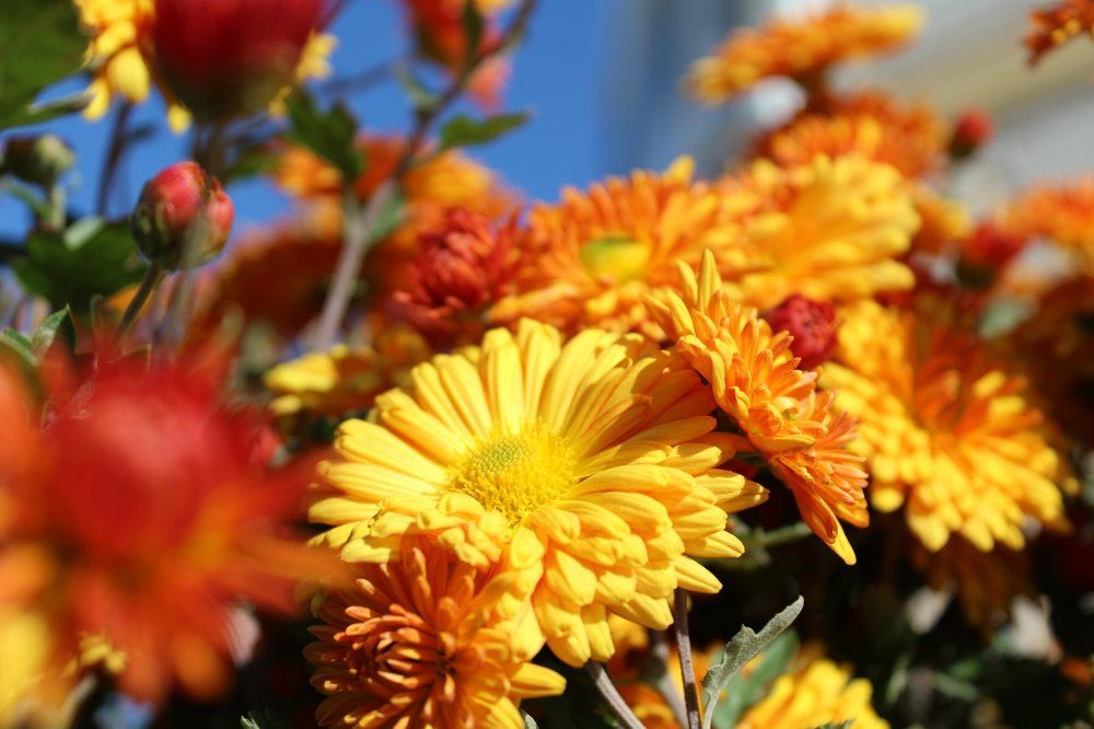хризантемы в последних лучах солнца