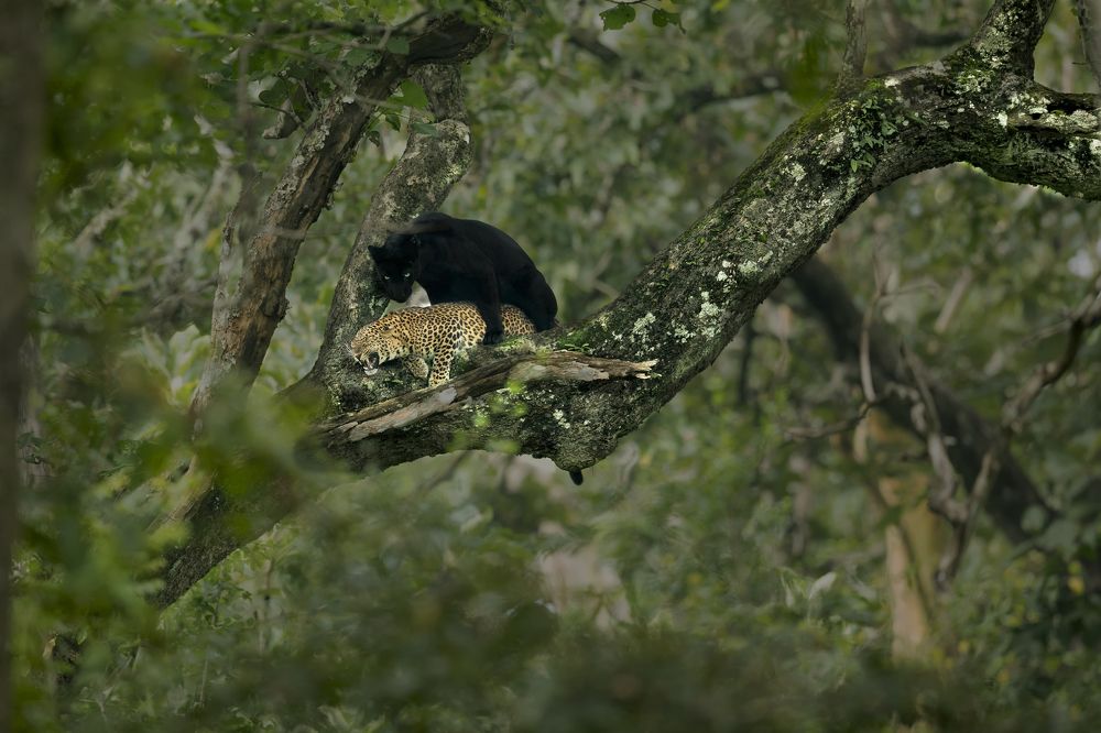 Love is not Always Gentle