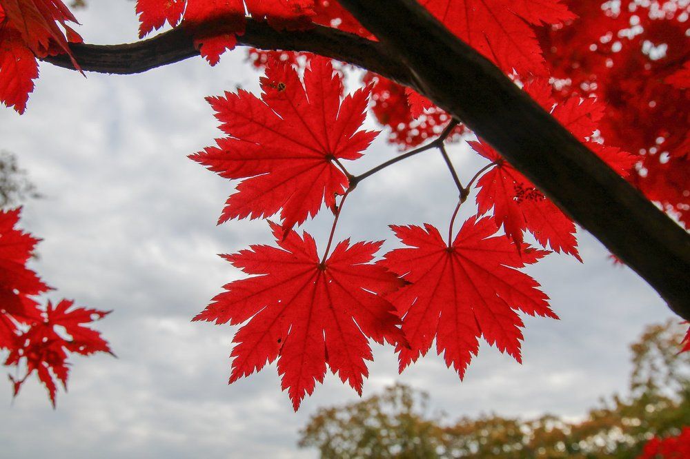 Photograph by Антонов Алексей