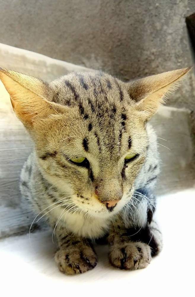 Kitty