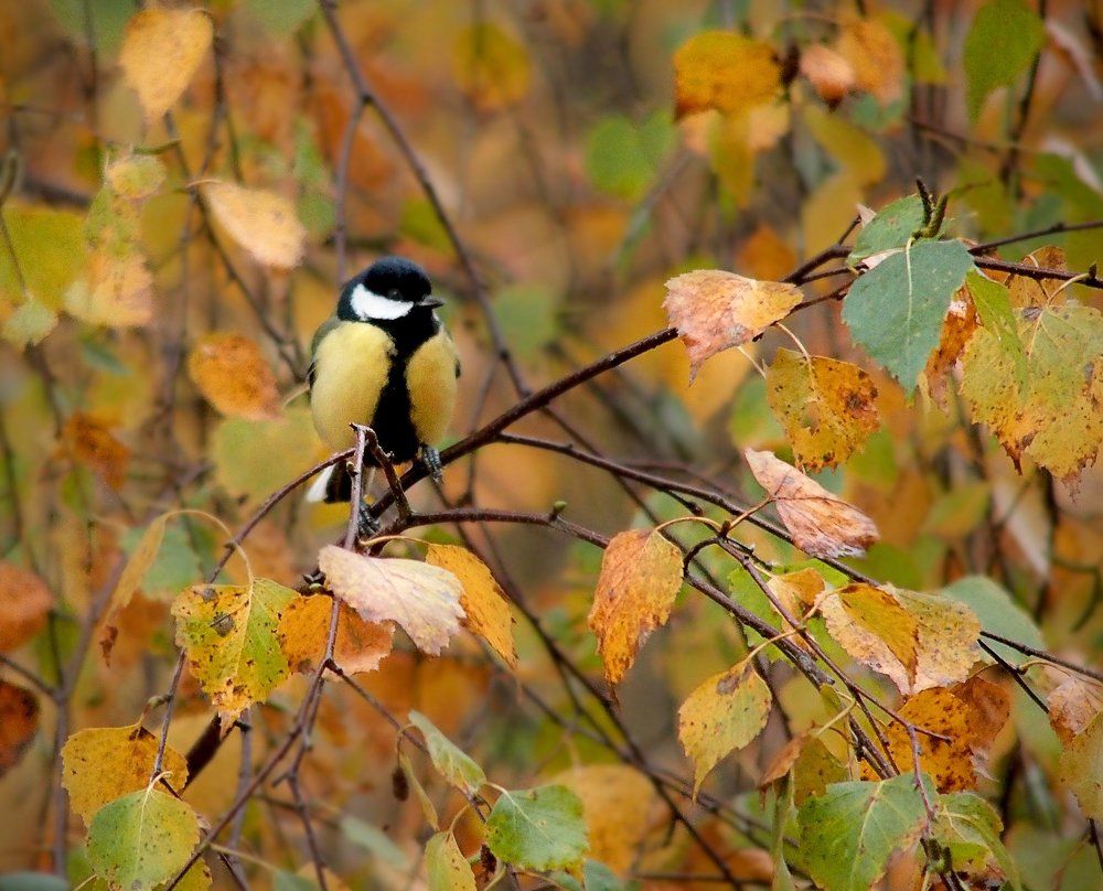 Маскировка