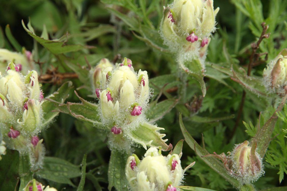 Кастиллея Бледная (lat. Castilleja pallida)