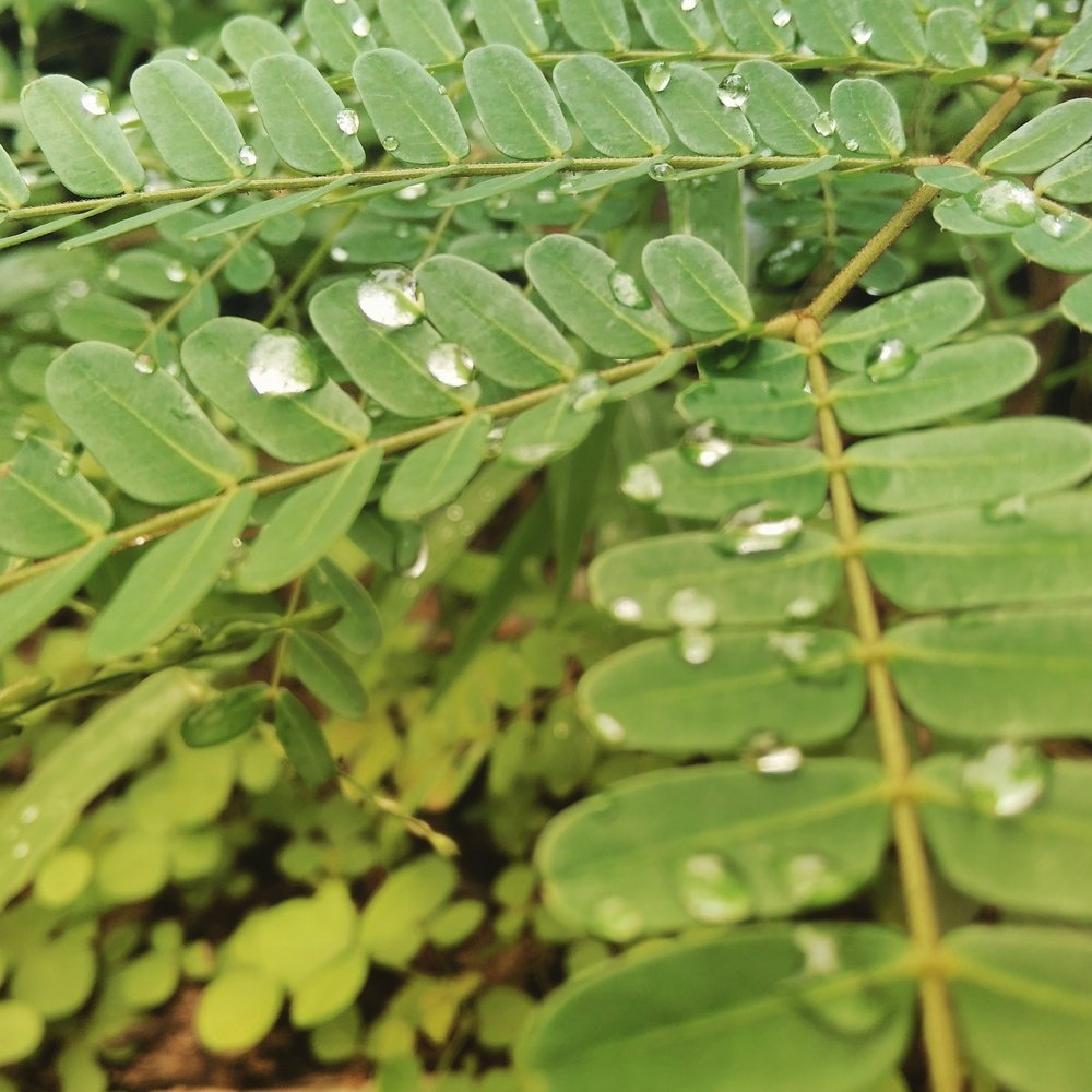 Photograph by Shweta Subramanian