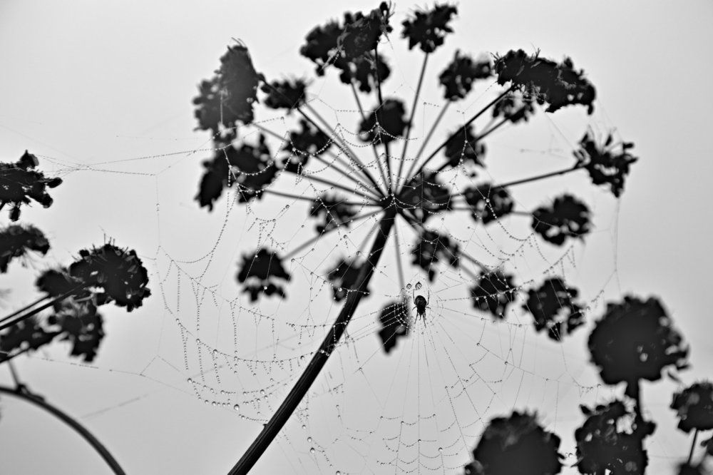 В тумане осени