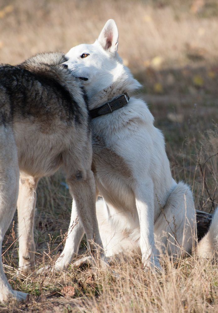 Сильное плечо