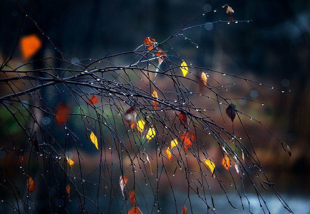 Конфетти ноября