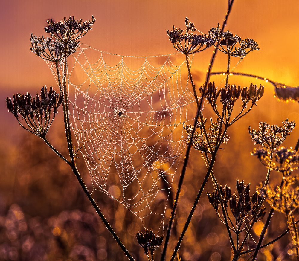 Серебро да Злато