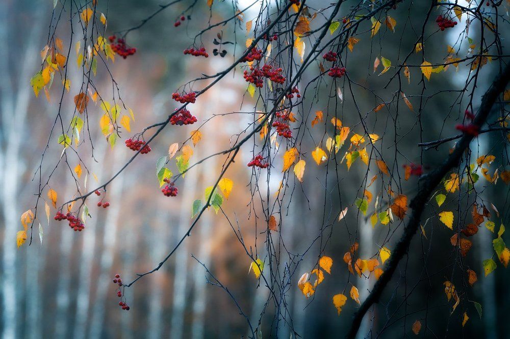 Тот берёзка, то рябина...