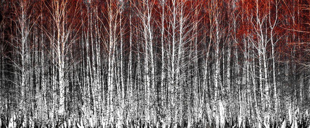 Русские березки