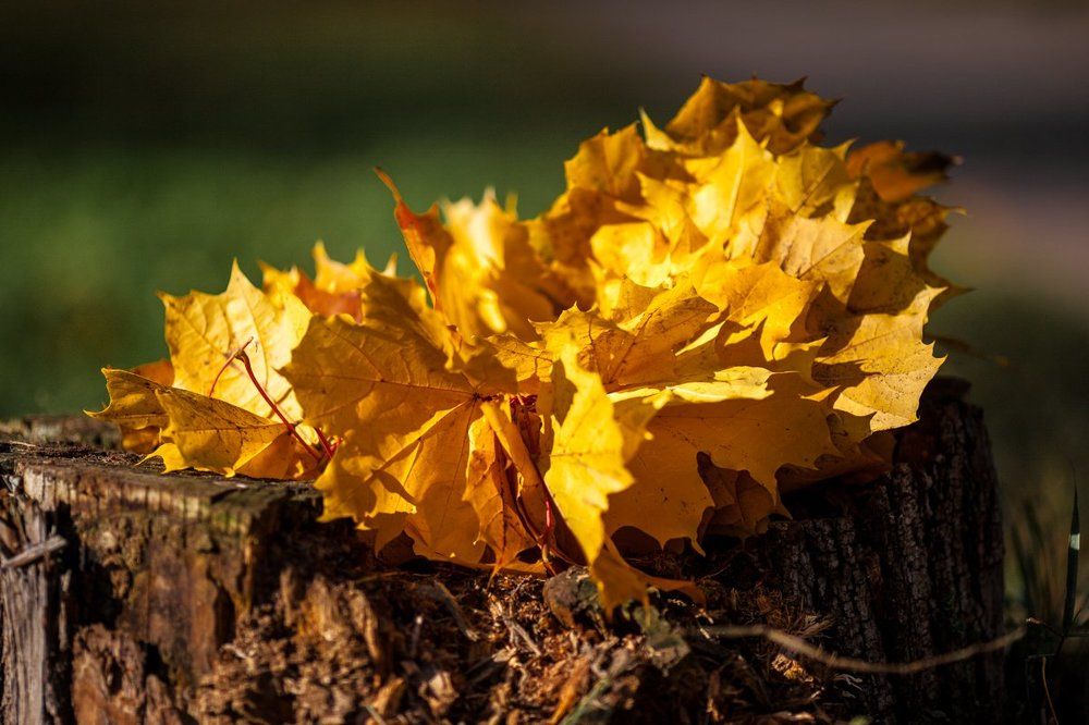 Кленовый венок