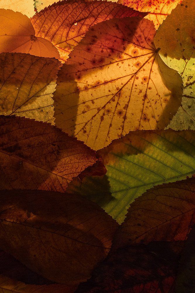 Fields of warm colors