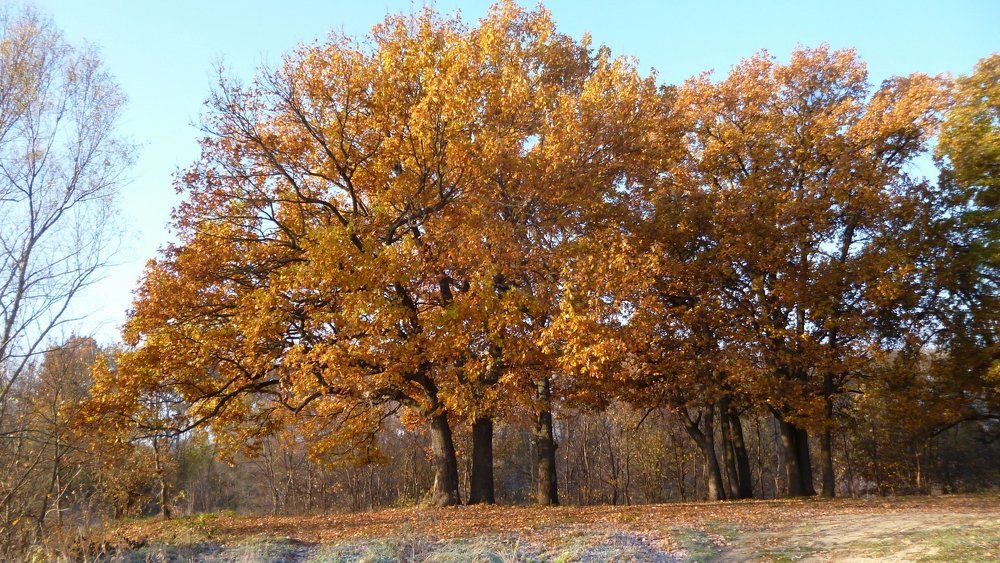 последний солнечный денёк