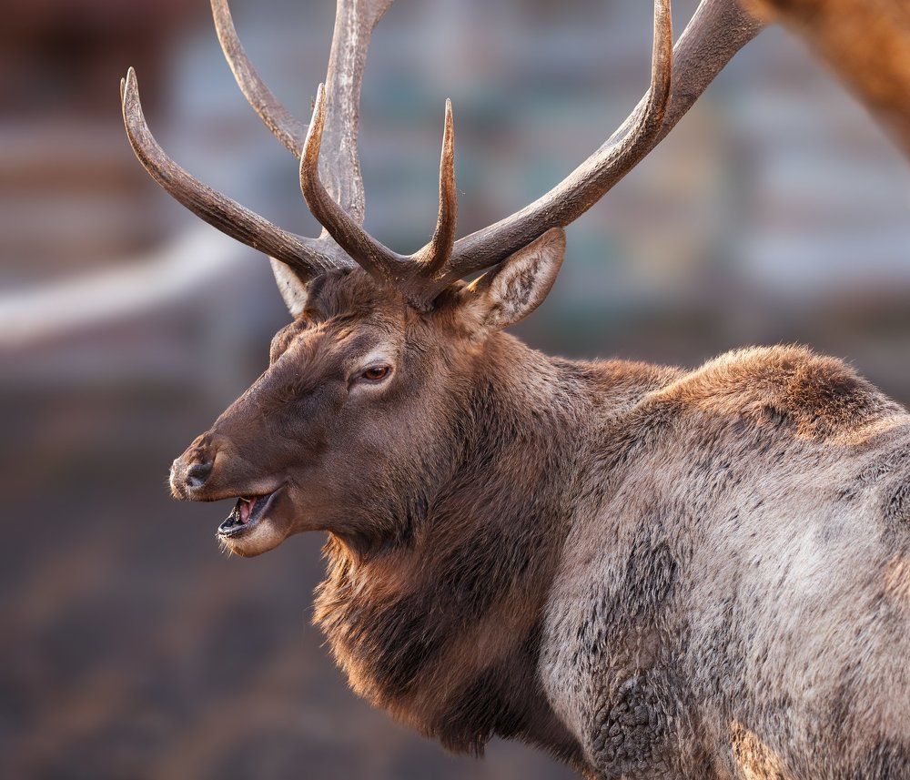 Я бесподобней всех себе подобных...