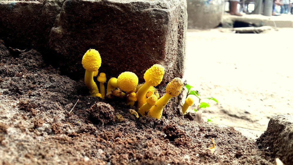 Life finds a way