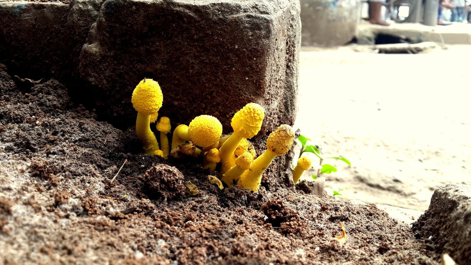 Life finds a way