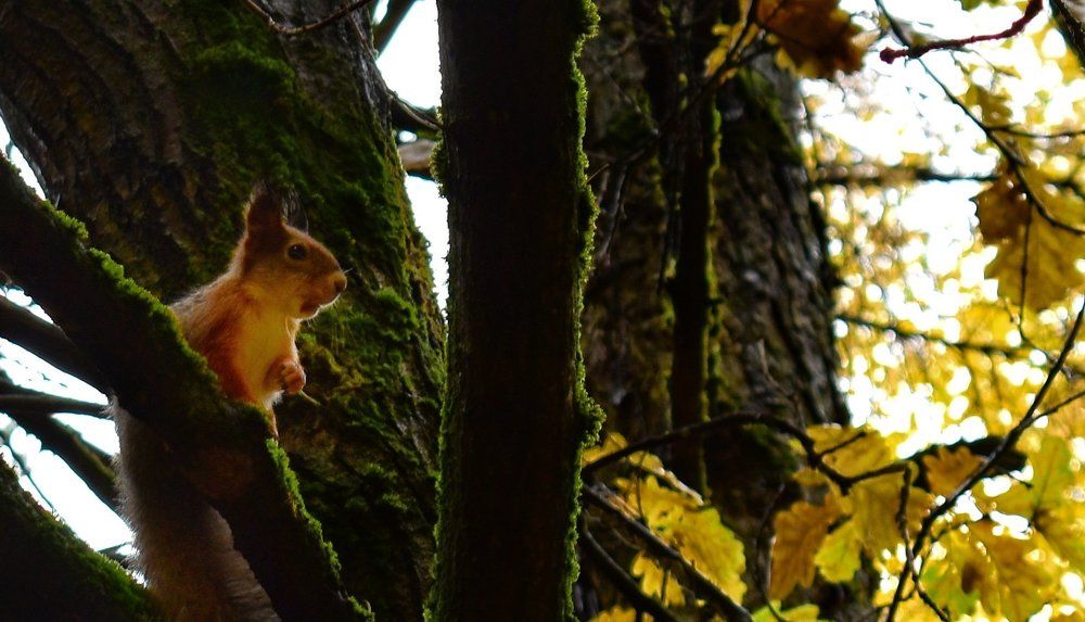 Позирование