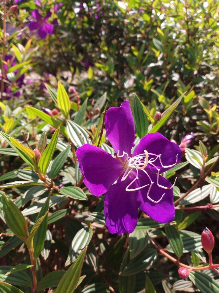 Purple flower