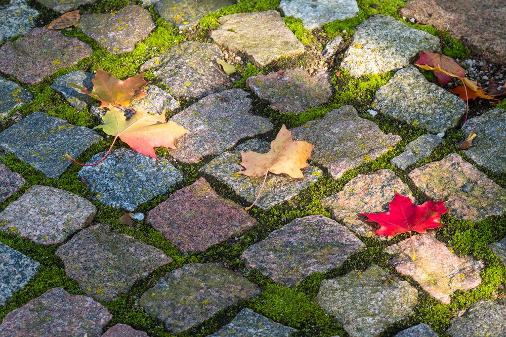 Осенняя игра цветов.