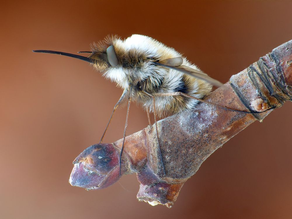 весеннее жужало