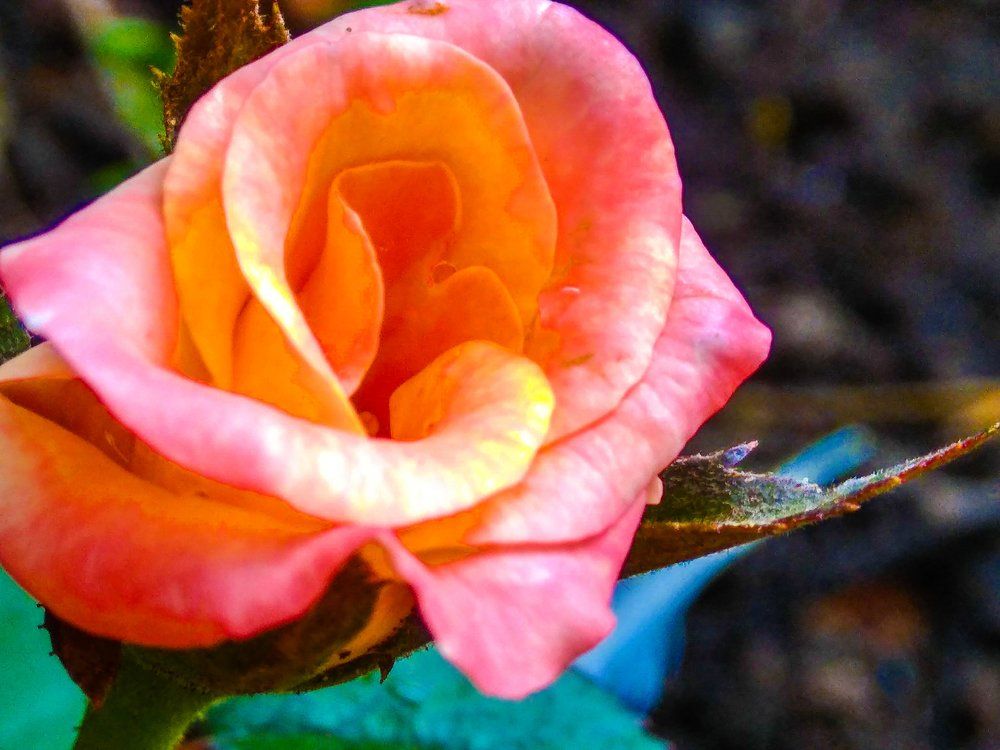 Petals