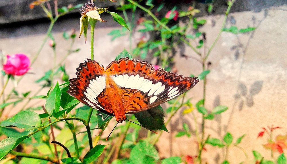 Butterfly