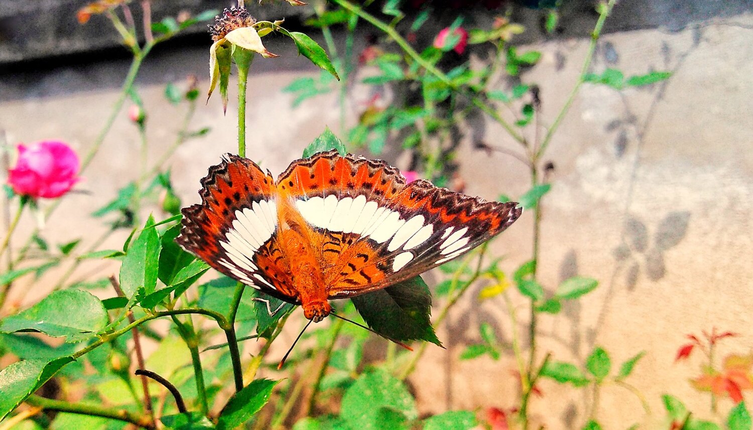 Butterfly