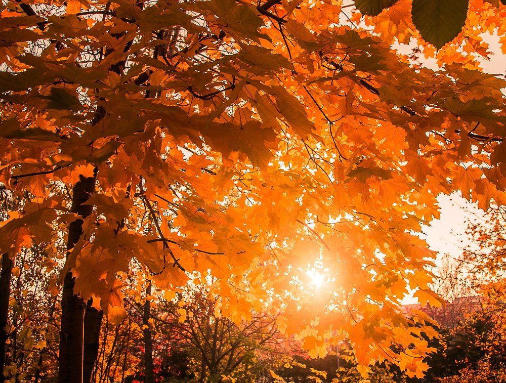 Осенний калейдоскоп.