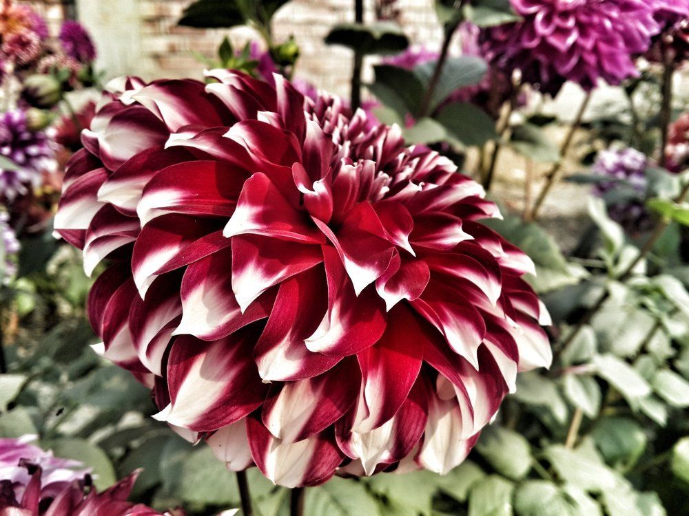Flora