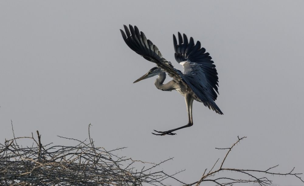 Grey Heron-Landing