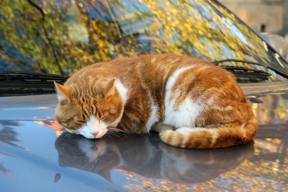 Осенний окрас.