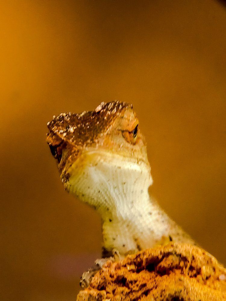 The skink