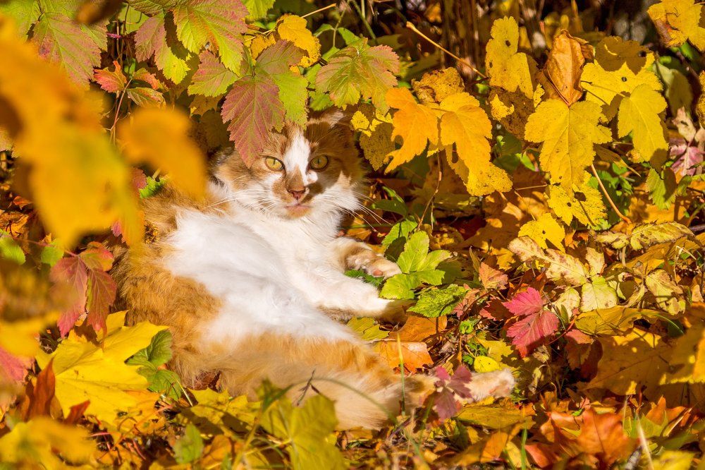 Наслаждение осенью.