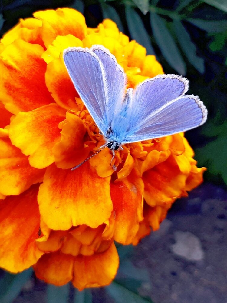 Мотылек