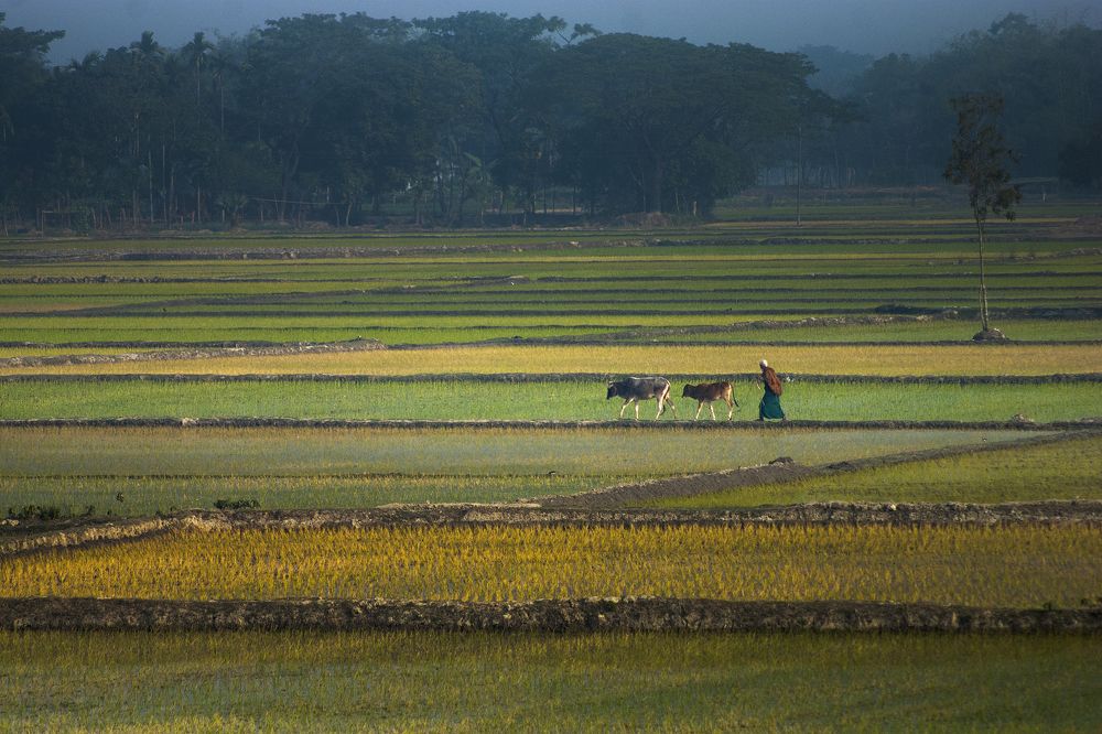 Walking on the village road