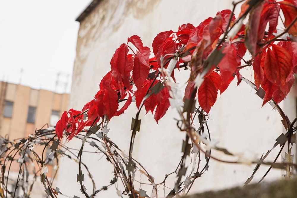 Истекая осенью