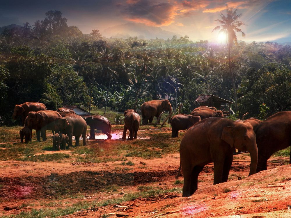 Царство слонов