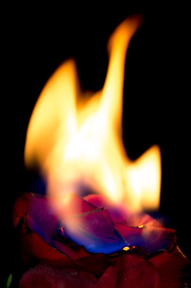 A rose that breathes dragon fire.