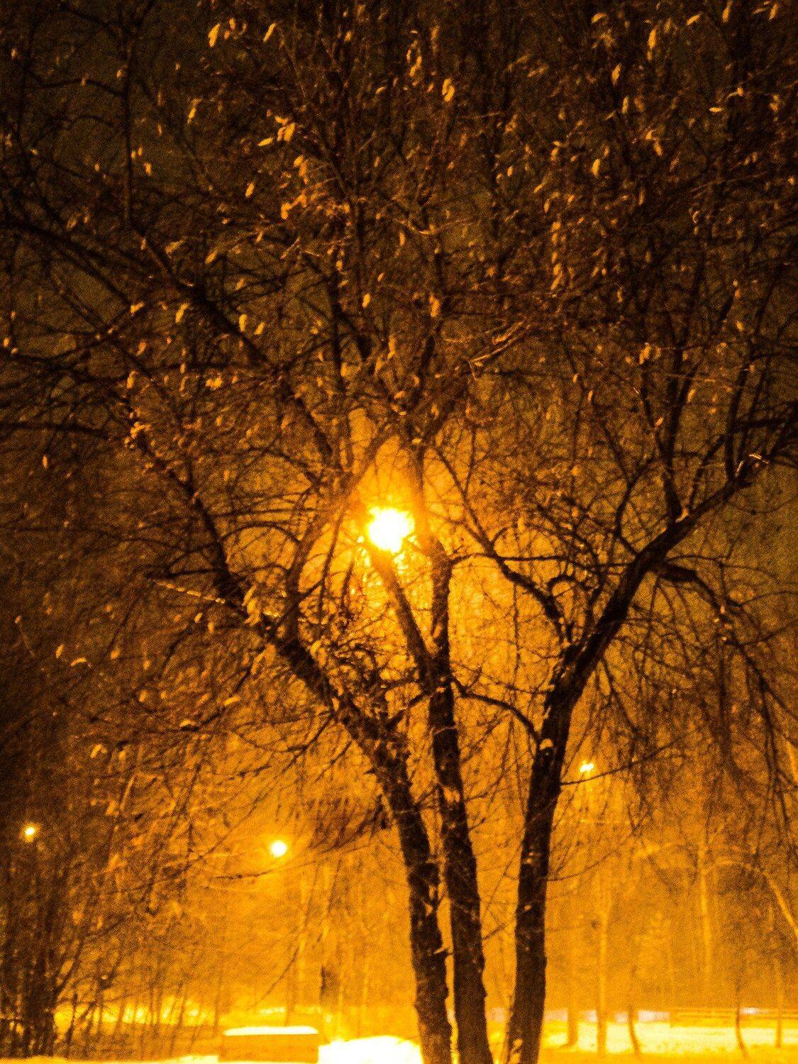 Дерево, снегопад и свет фонарей.