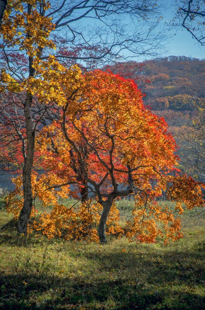 Золотое убранство