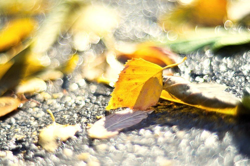 Россыпь осенних бриллиантов