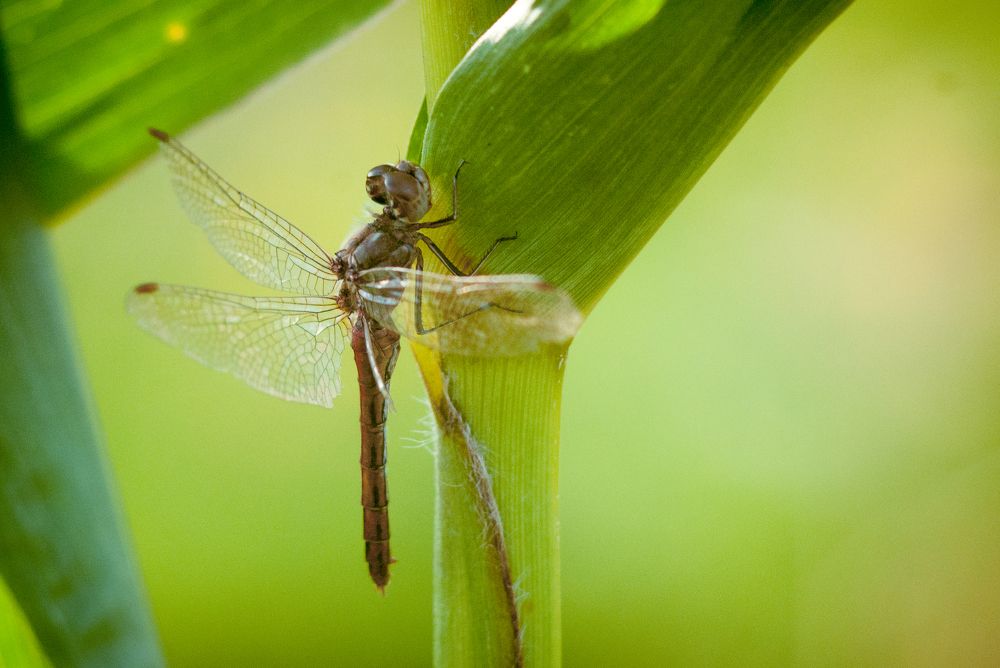 Стрекоза инвалид