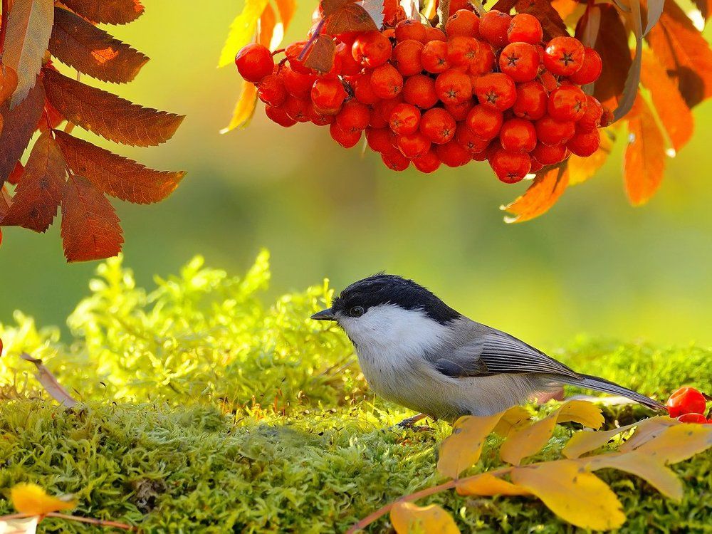 Буроголовая гаичка. Птица 2017 года