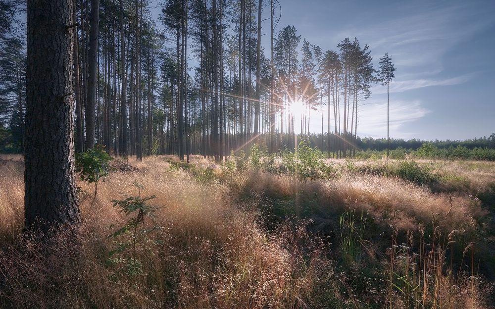 Трава и солнце...