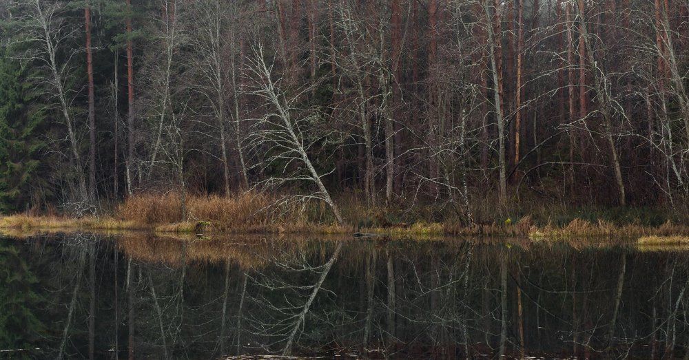 Отражение ноября