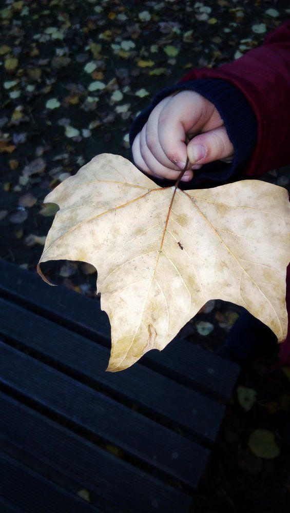 Последний из муравьев