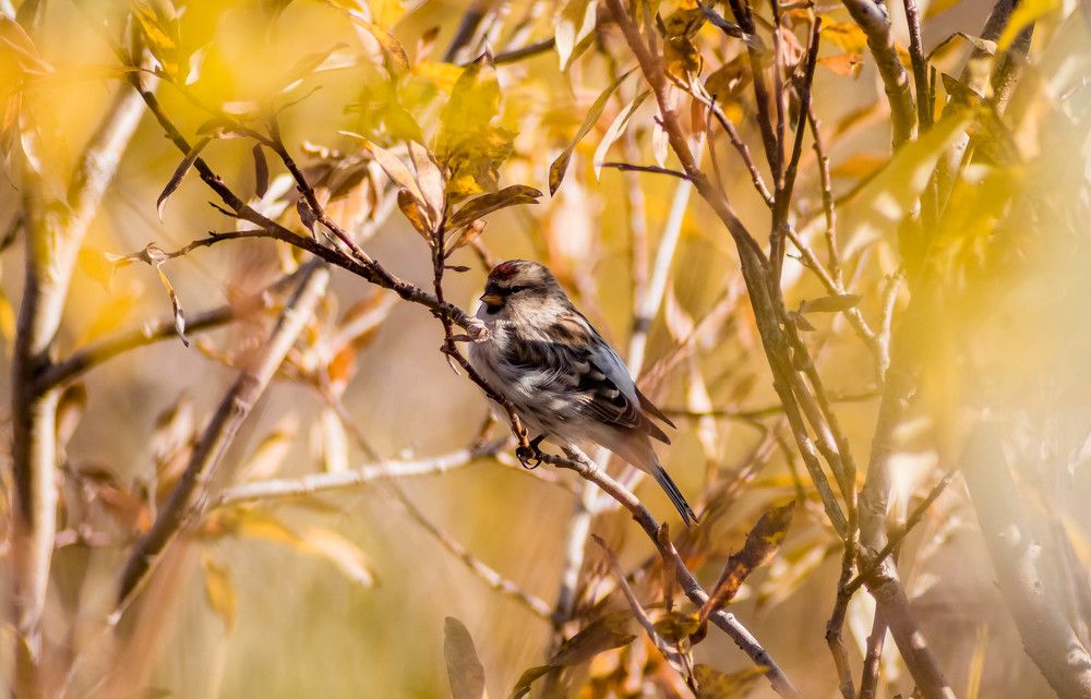 Среди золота